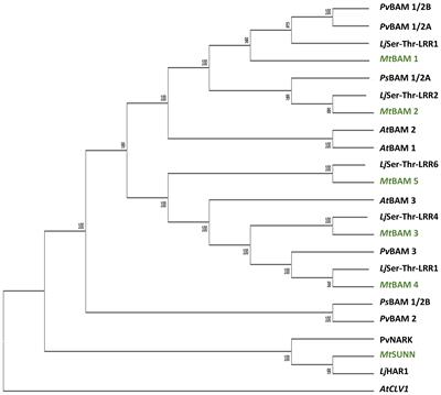 Mutation of BAM2 rescues the sunn hypernodulation phenotype in Medicago truncatula, suggesting that a signaling pathway like CLV1/BAM in Arabidopsis affects nodule number